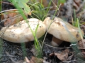 begöngyöltszélű_cölöpgomba1
