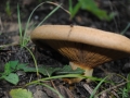 begöngyöltszélű_cölöpgomba2