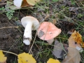 Russula_exalbicans01