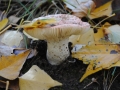 Russula_exalbicans03